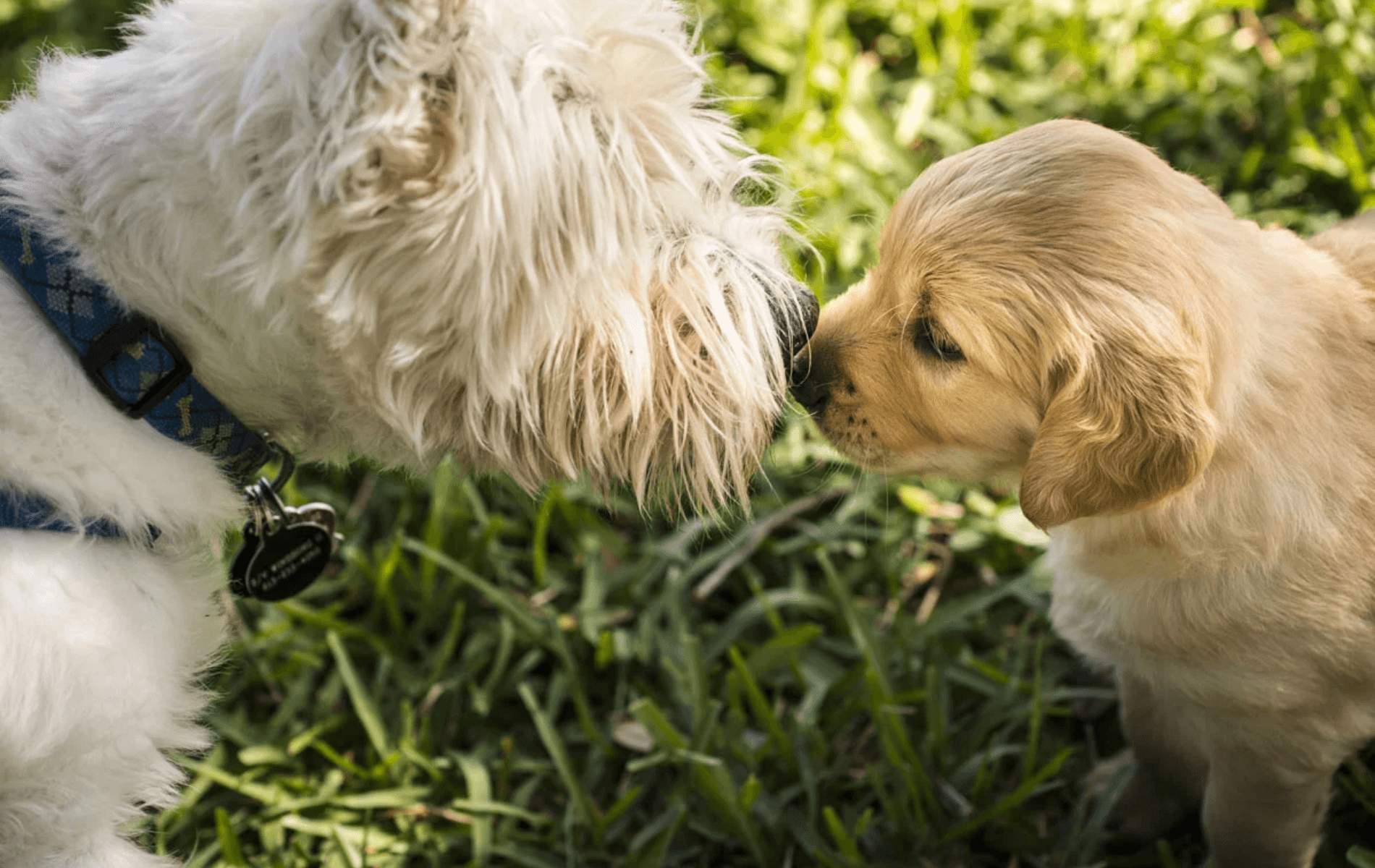 Vet Near Me Joplin, MO Paws Veterinary Clinic And Grooming