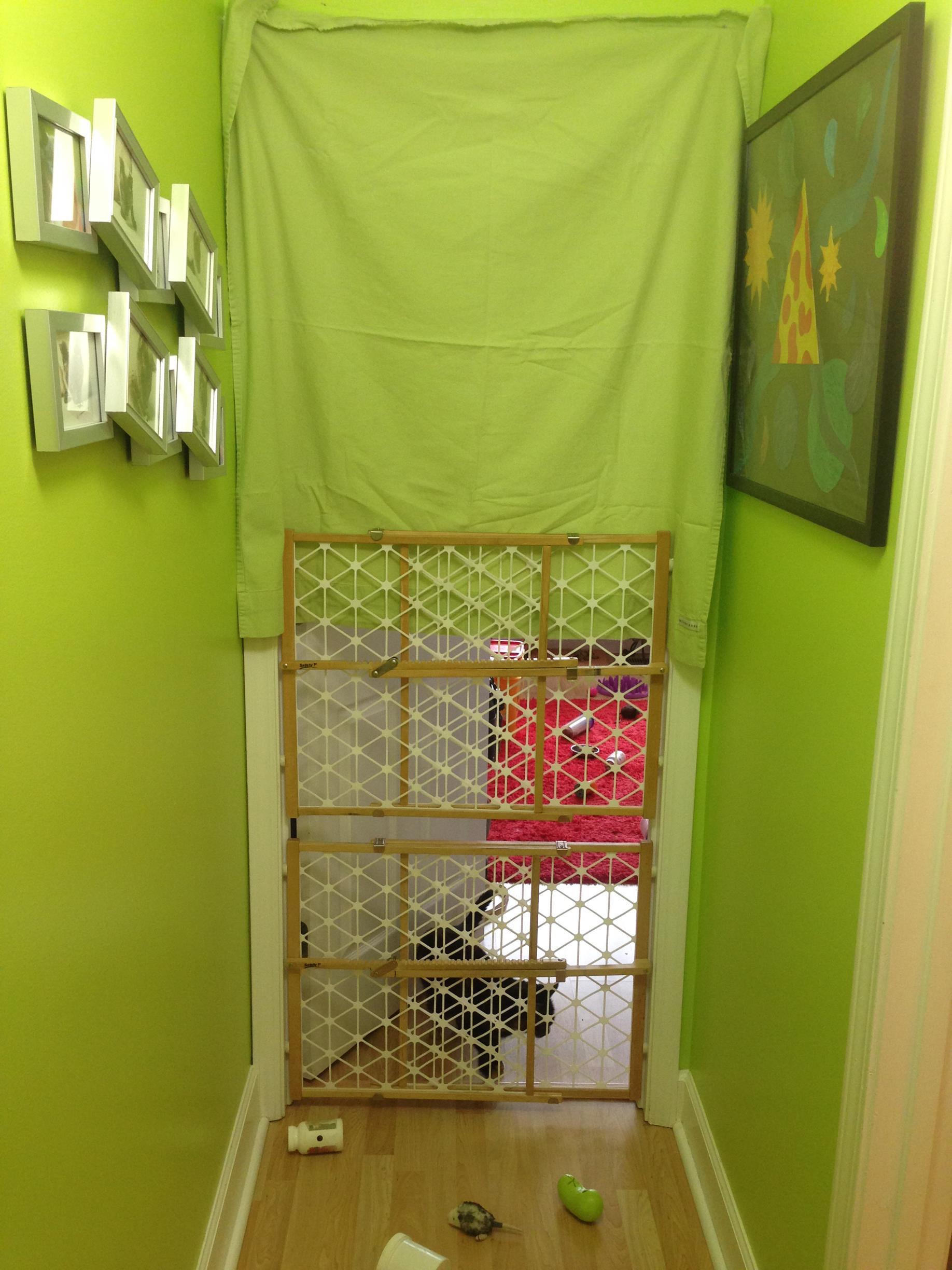 How to Introduce Cats to Each Other Dr. Stephanie Globerman Paws