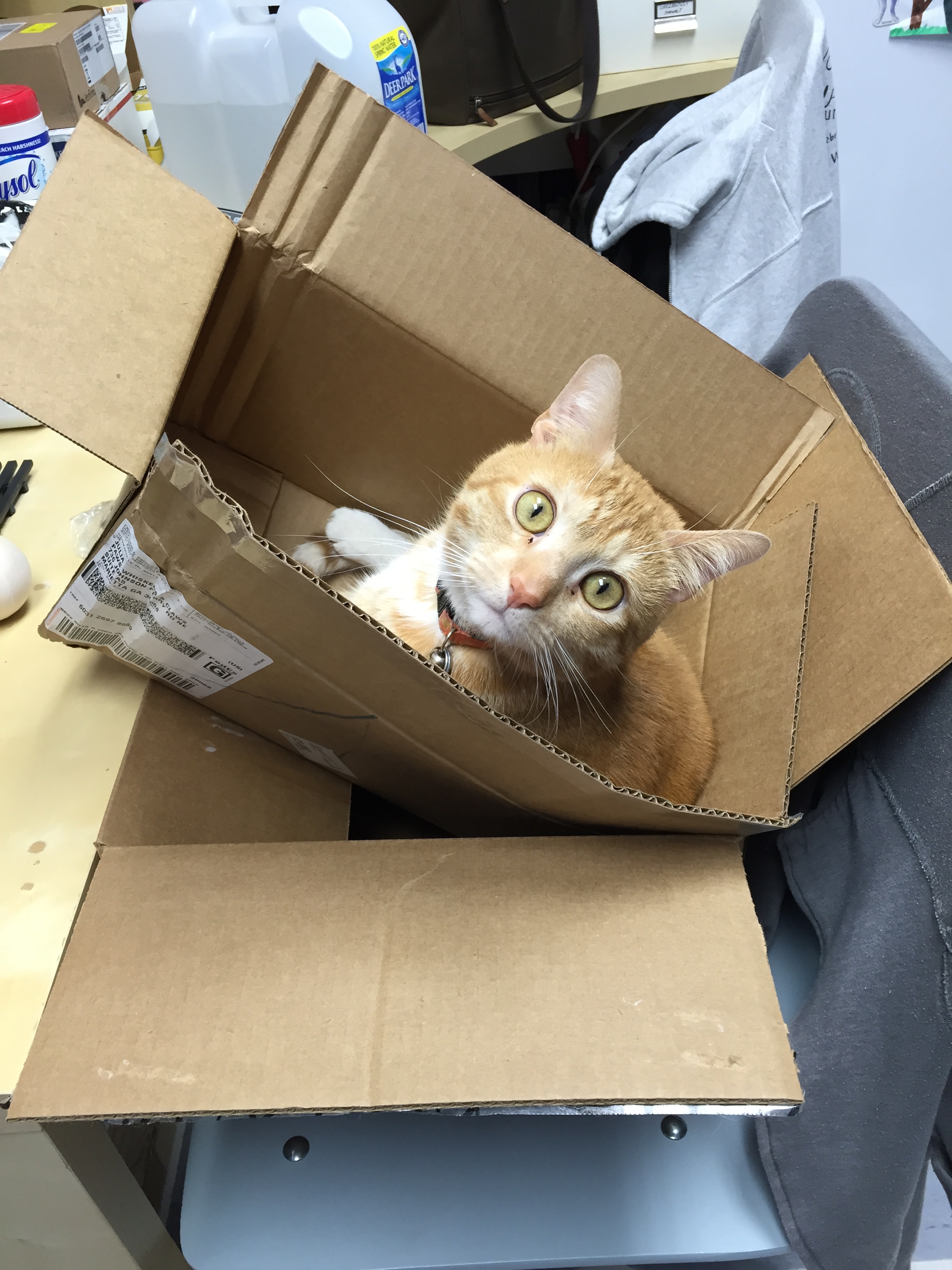 Finding a Home for a Stray Cat Dr. Stephanie Globerman Paws