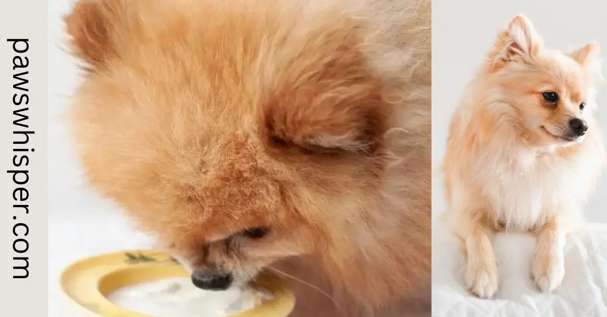 Best Winter Food for Pomeranians Keeping Them Cozy and Healthy Paws