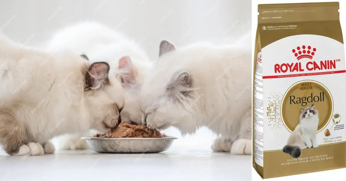 Choosing the Best Ragdoll Cat Food A Comprehensive Guide Paws Whisper