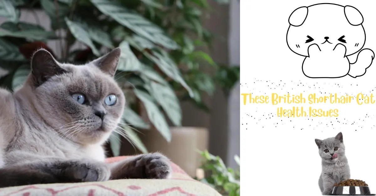 Don't Ignore These British Shorthair Cat Health Issues Paws Whisper