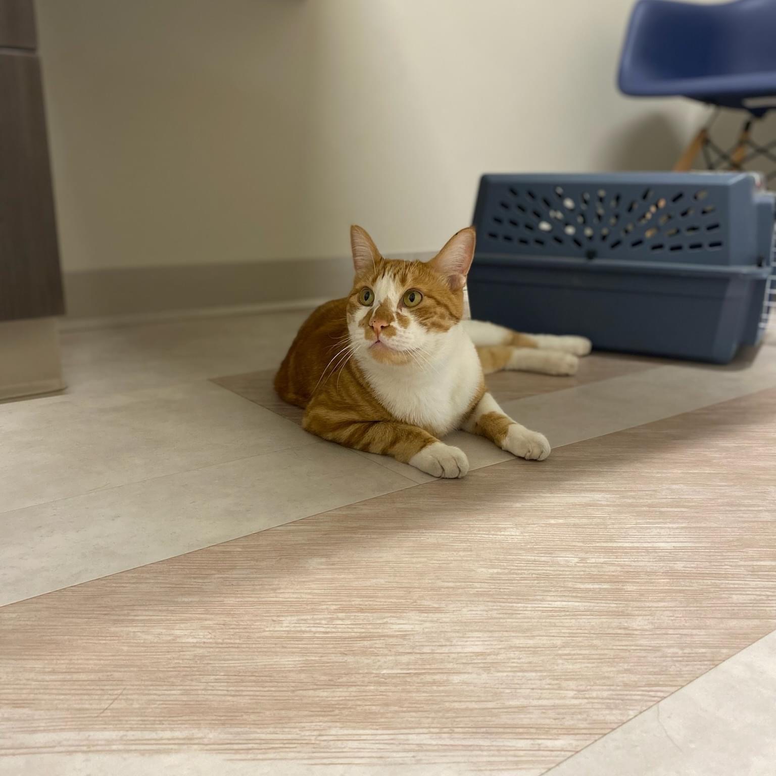 Does my cat need vaccines? Pawtown Veterinary Care