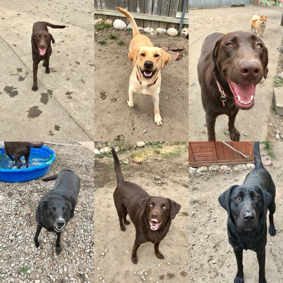 Spokane Dog Daycare & Dog Boarding Pawzitive Energy