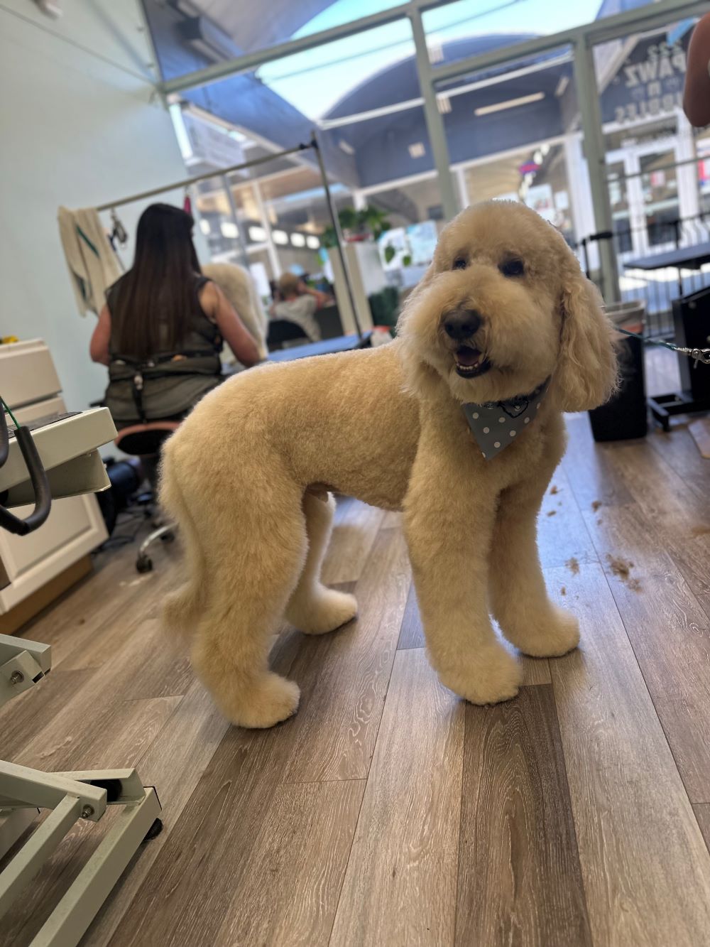 Pawz N Bubbles Dog Grooming In Tigard Or