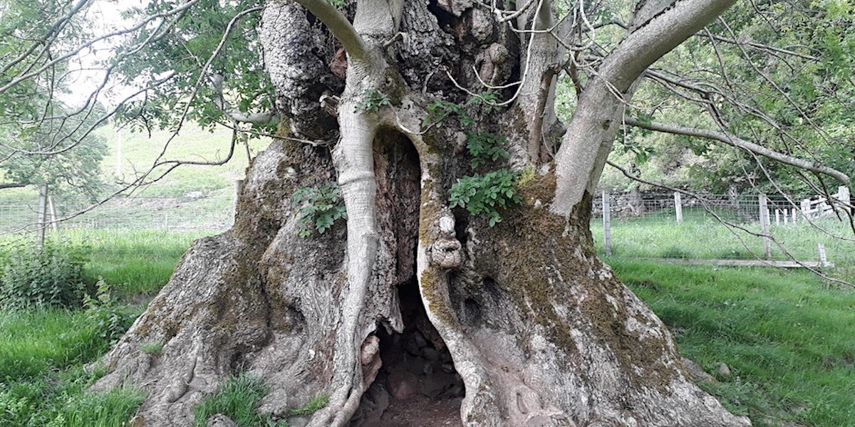 How to Record Ancient & Veteran Trees Paxton House