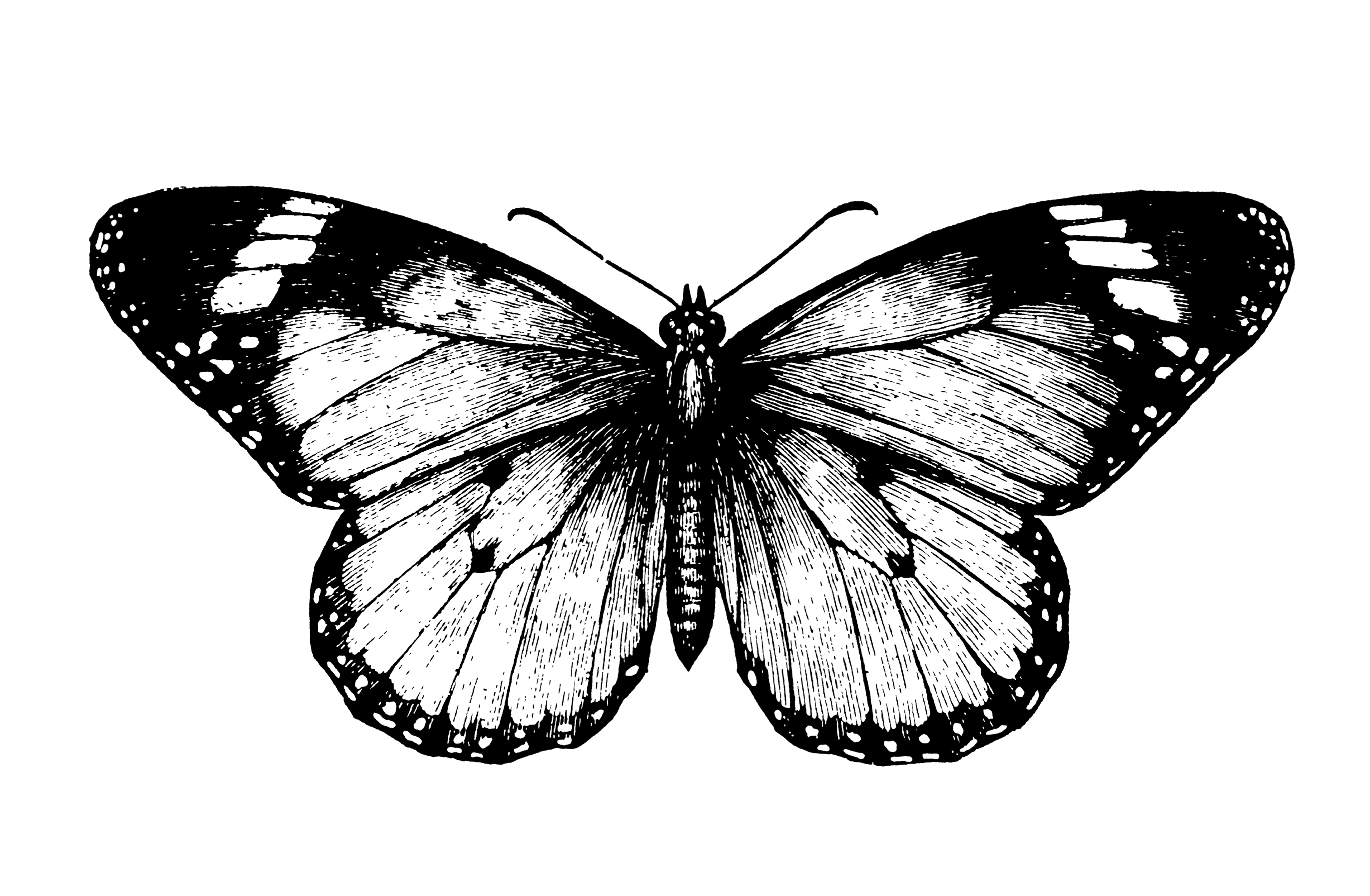 The Butterfly Effect Everything You Do Matters Blog