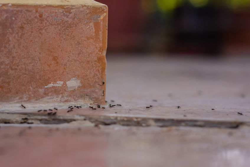 ANTS READY TO BUG HOMEOWNERS THIS SUMMER Payne Pest Pest & Termite