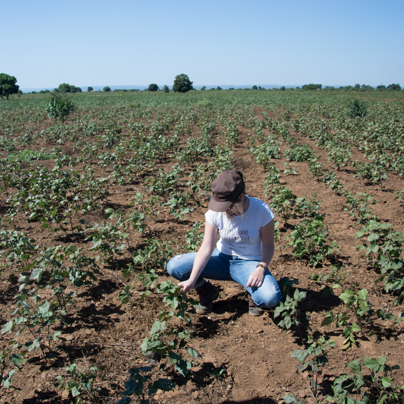 Laure-Line en plein auscultation des plants de coton !