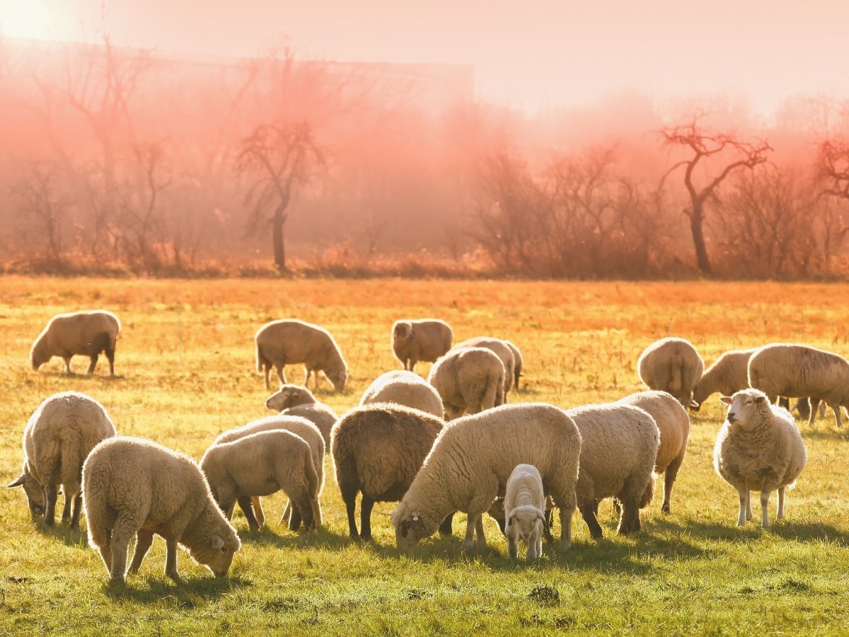 Ganadería extensiva qué es, beneficios y retos futuros