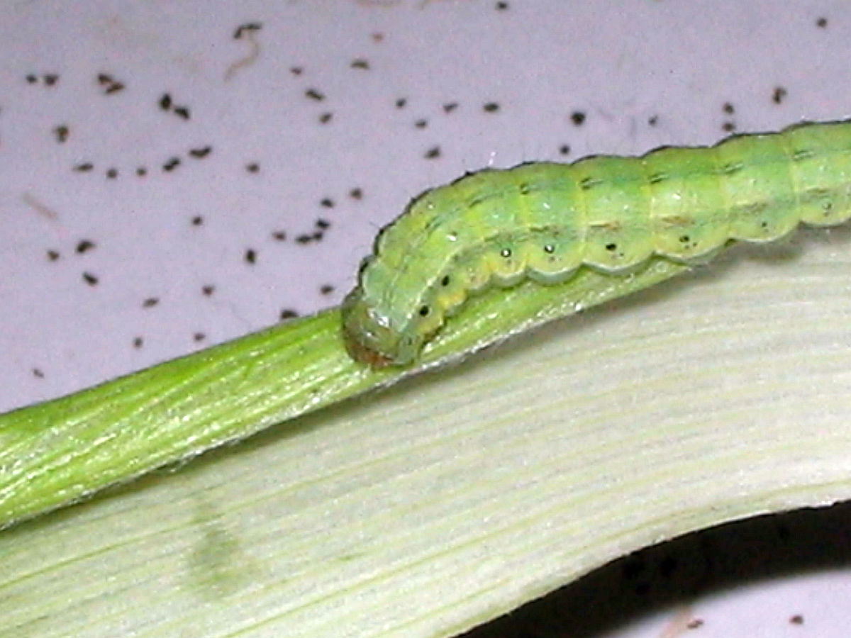 corn worm real close up Pbenjay's Blog