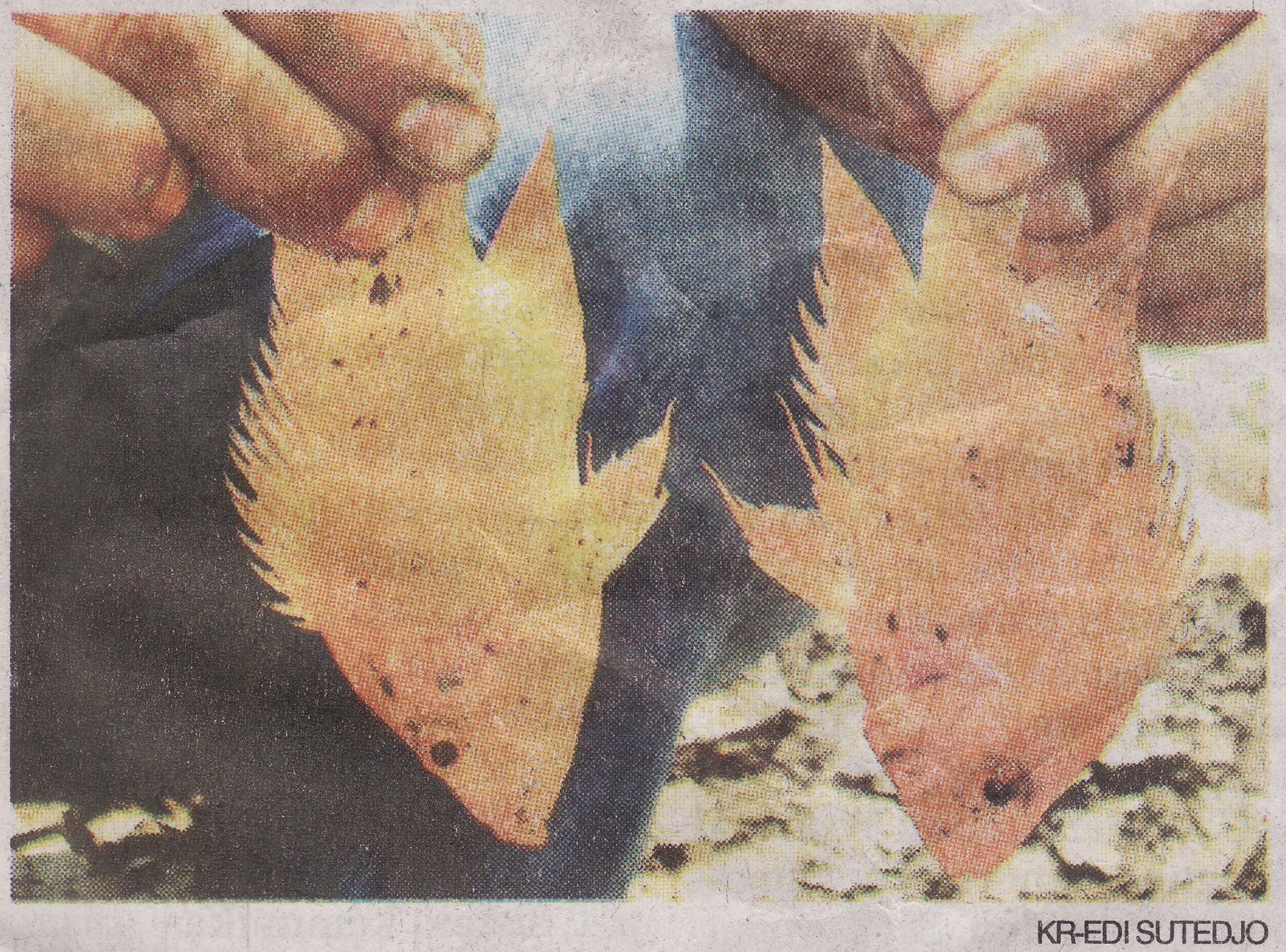 Kabar Kelabu Si Ikan ‘Setan Merah’ Pendidikan Biologi FKIP UAD
