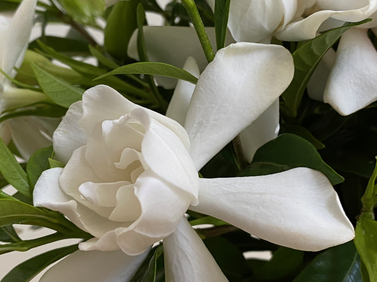 In A Vase On Monday Gardenias In Blue Pitcher pbmGarden