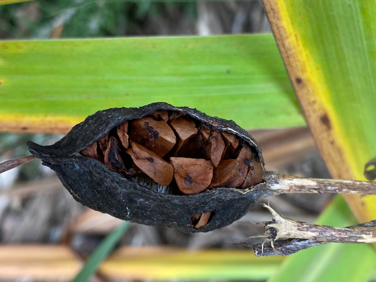 Iris Seed Pods pbmGarden