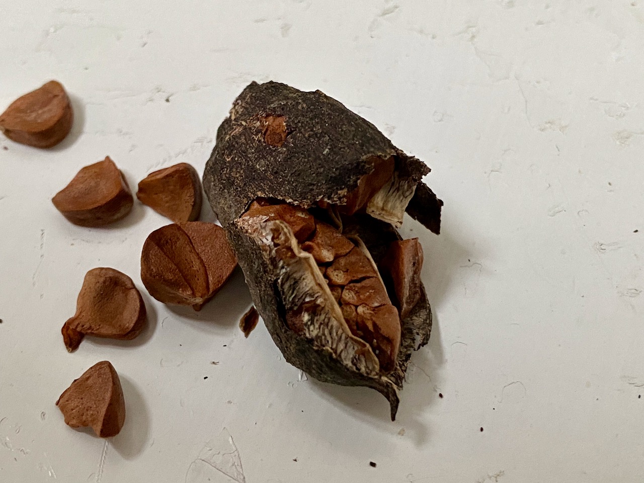 Iris Seed Pods pbmGarden