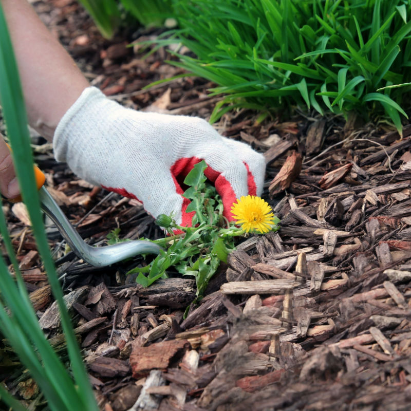 How to keep weeds out of flower beds forever Plant by Number