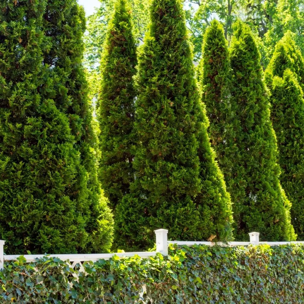 Emerald Green Arborvitae Plant by Number