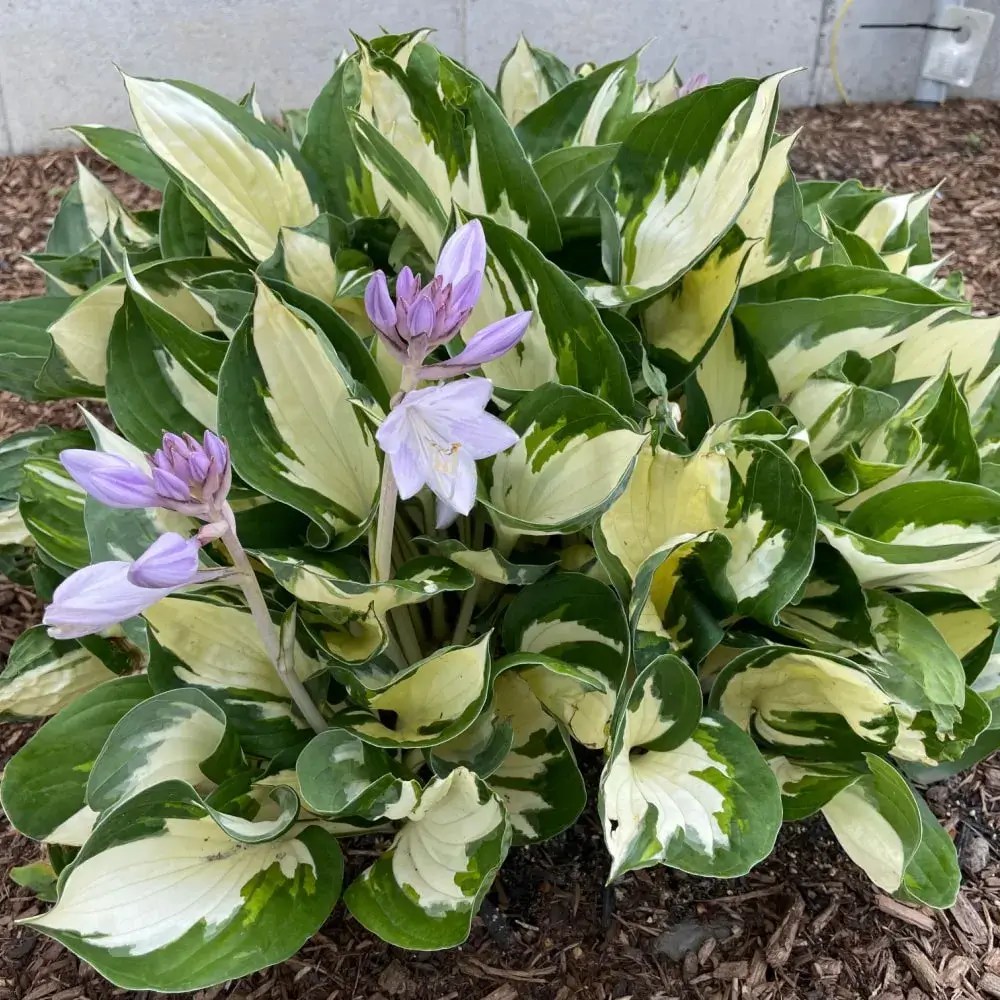 Fire and Ice Hosta Plant by Number