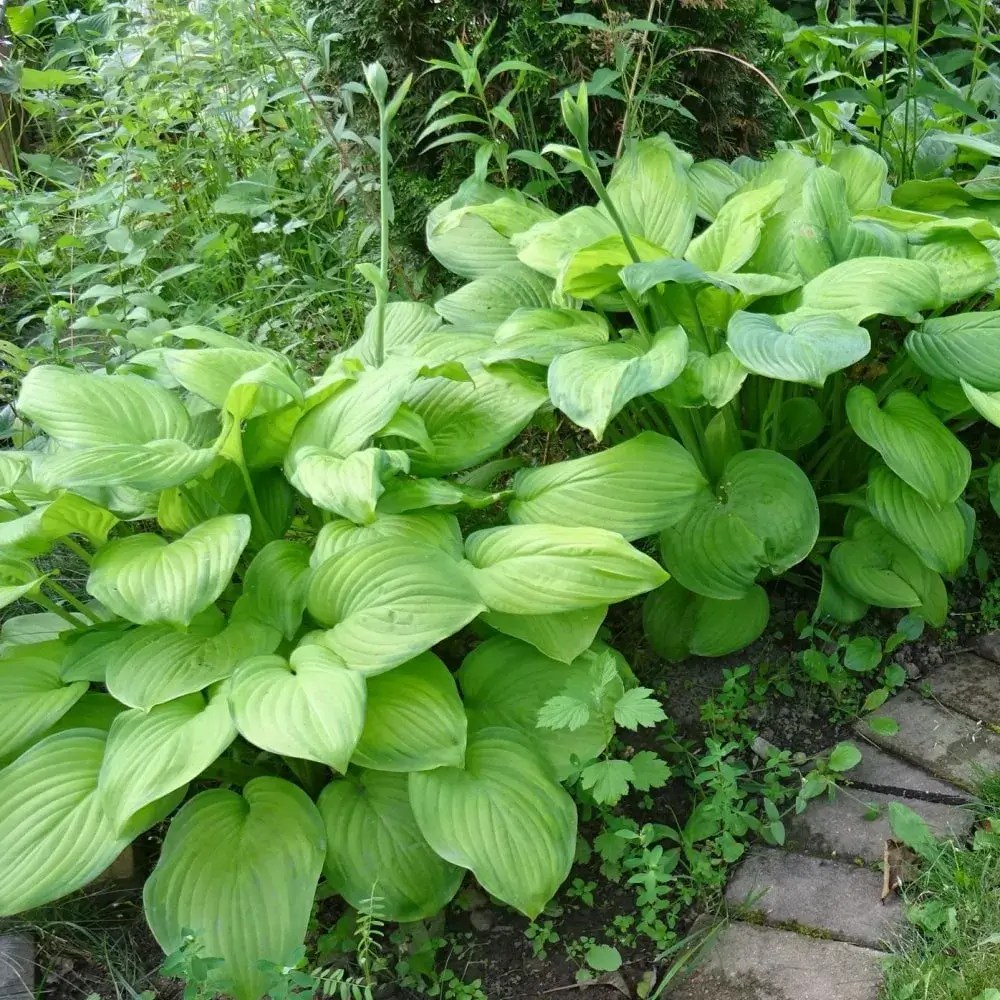 Guacamole Hosta Plant by Number