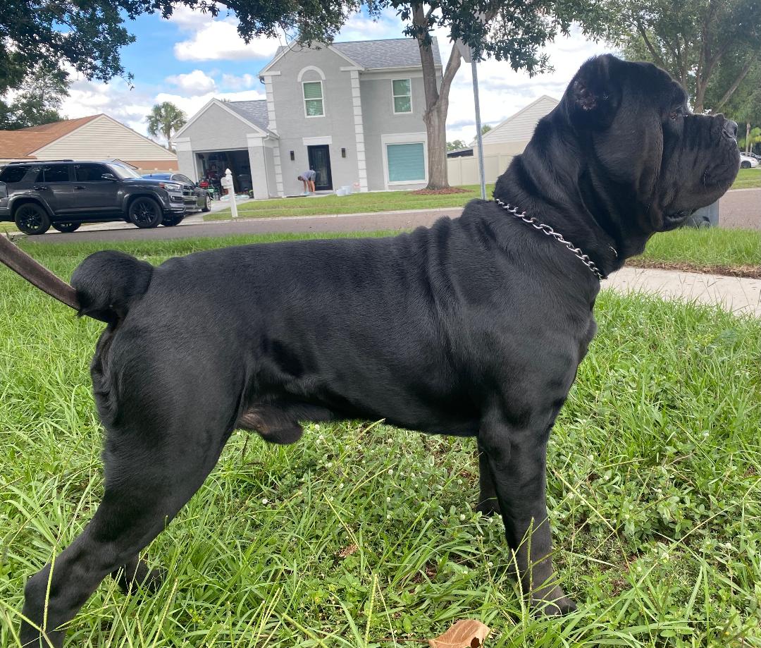 P B R Cane Corso Pure Breed Rustic Cane Corso, Tampa, Florida