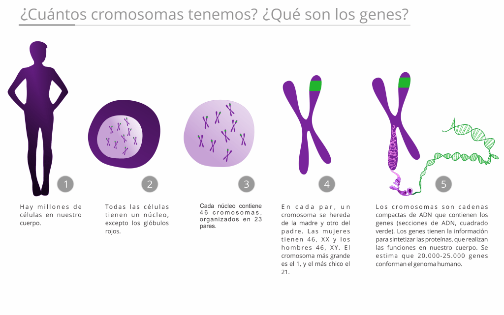 Dotto no Twitter "Cuantos cromosomas tenemos? Y, que son los