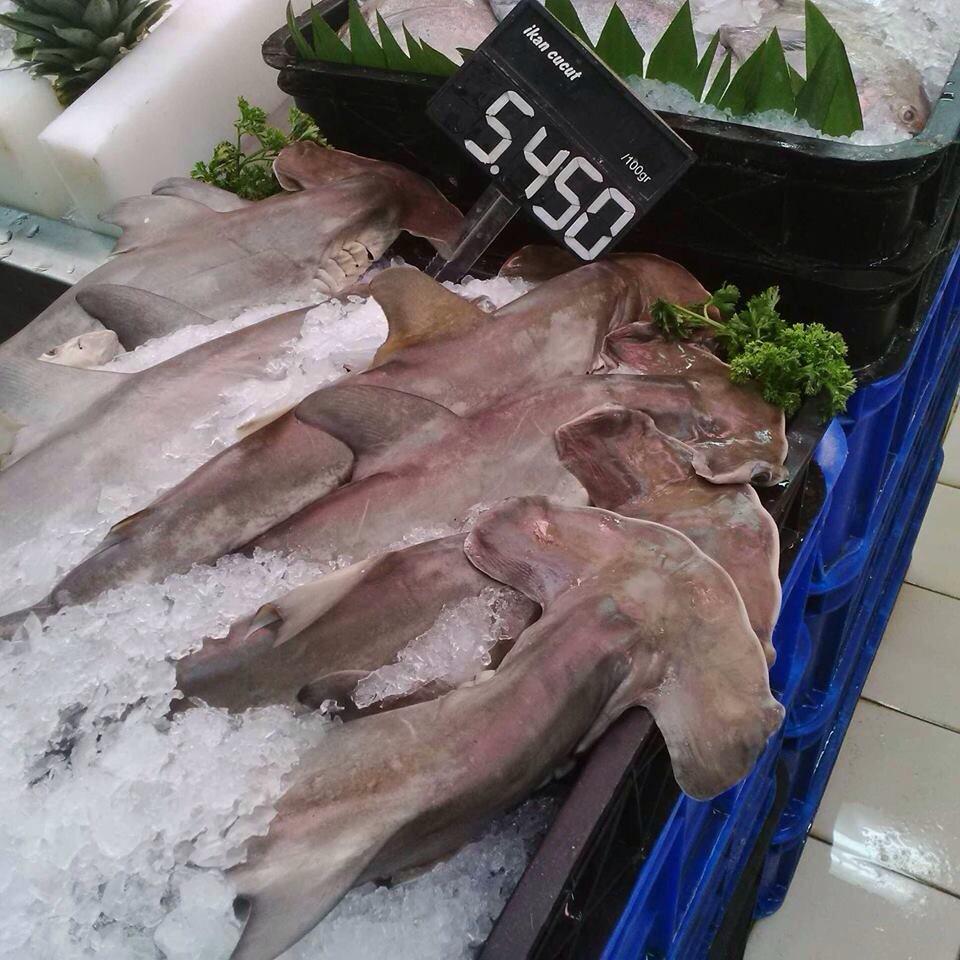 Gambar Ikan Cucut Martil Gambar Ikan HD