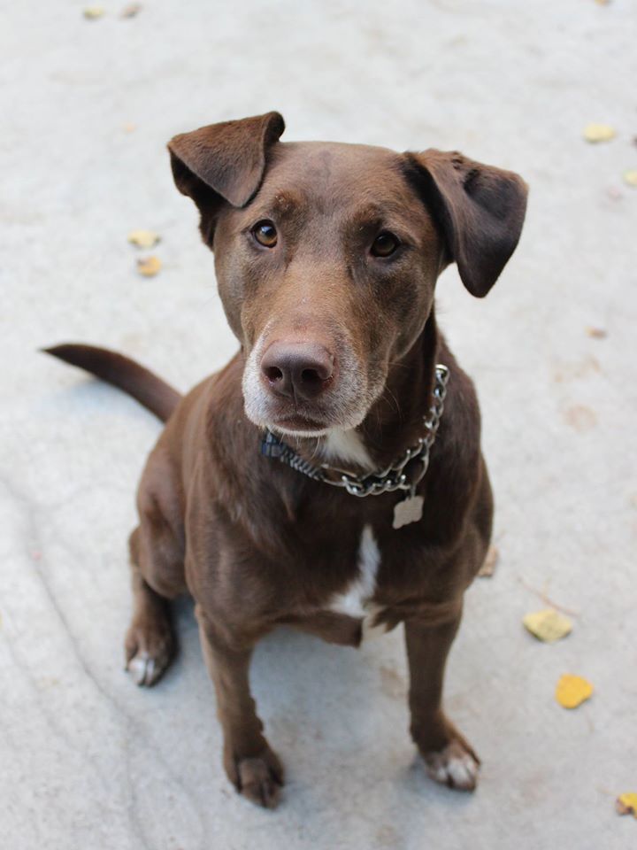 Buddy Dog Humane Society nonprofit Sudbury, MA on Twitter "Please