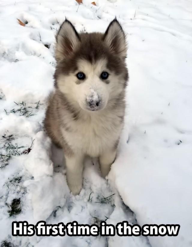CelebrationOfDogs on Twitter "DogCelebration awww cute 🐾🐾🐾🐶 snow