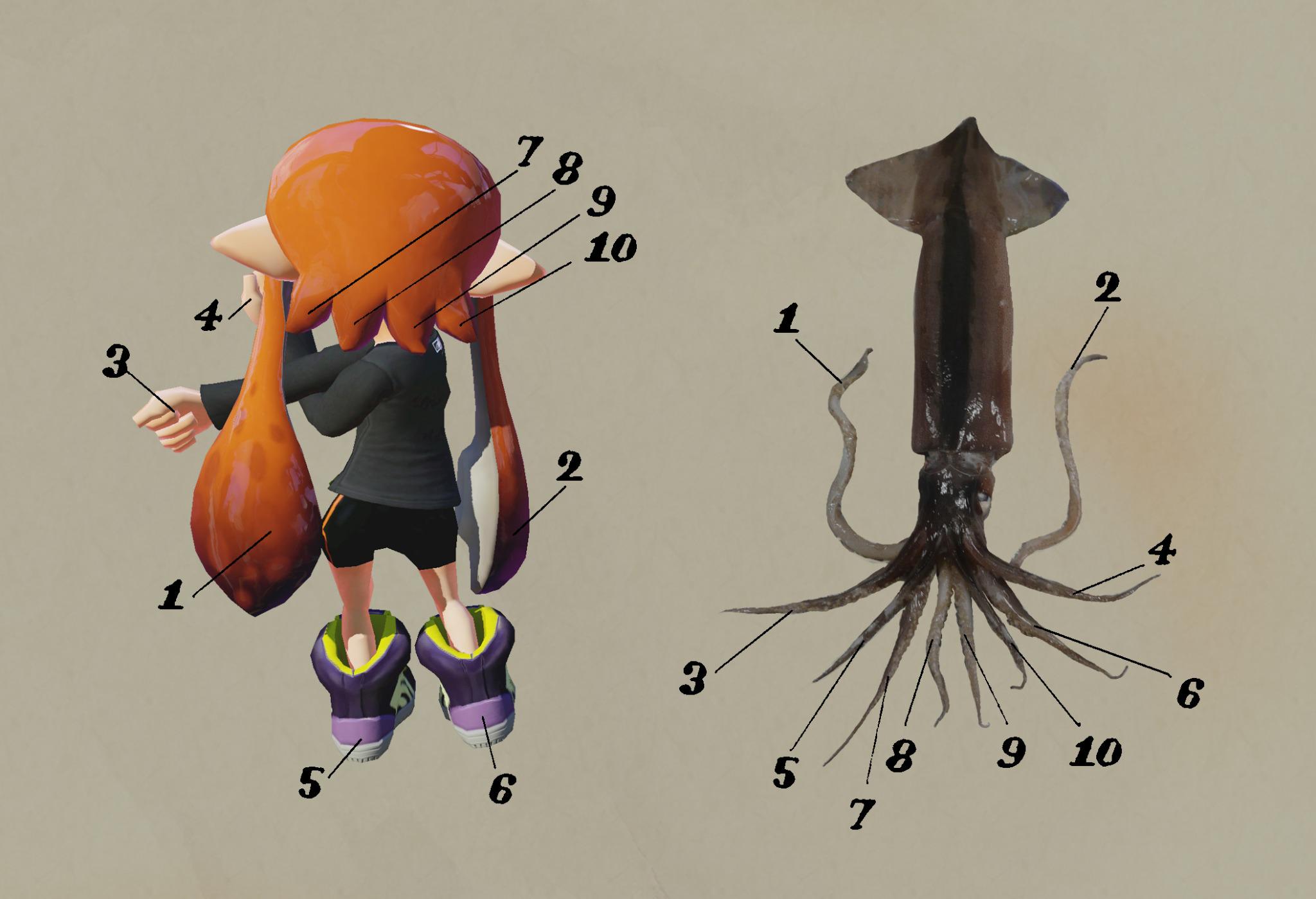 Splatoon devs are posting regular updates on Twitter Weapons, controls, story, more! Page 17