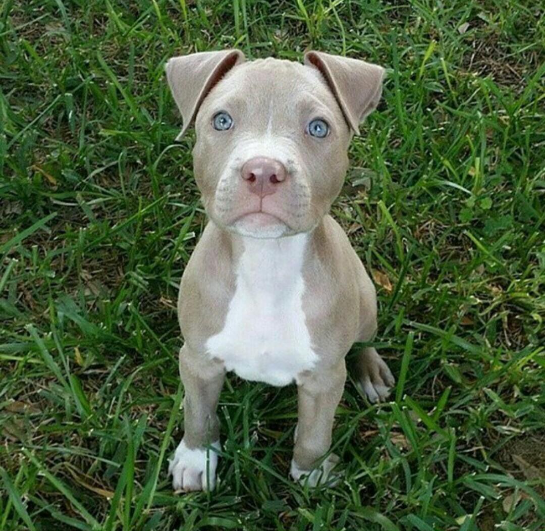 Pit Bulls 🐶 on Twitter "http//t.co/ypM7isd80w"