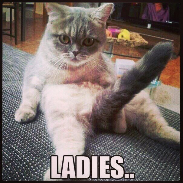 Doug Terry on Twitter "A "pussy meme" that's not a pussy meme http//t