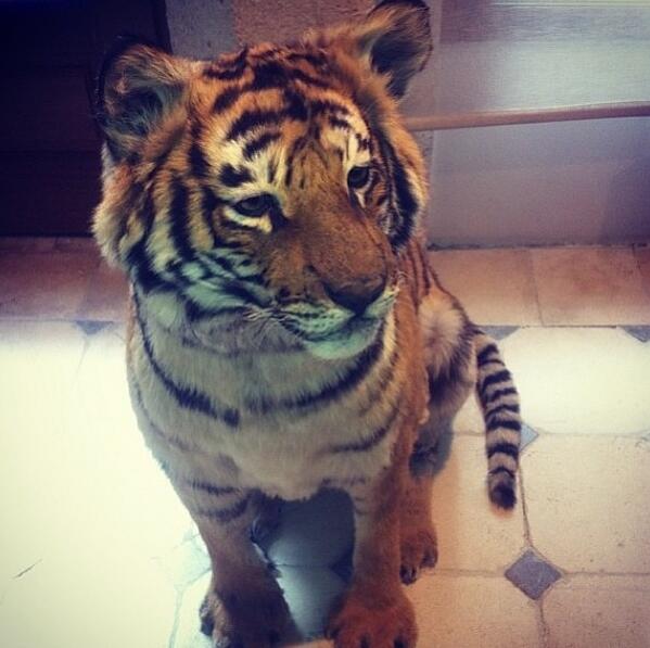 Darnell Dockett buys a pet tiger and names it "Little