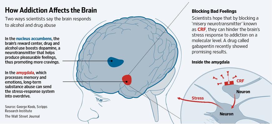 WSJ Graphics on Twitter "How addiction affects the brain infographic