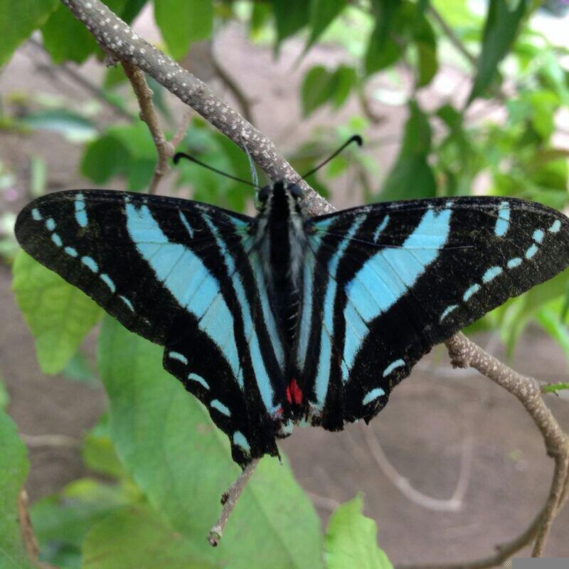Birding Jamaica on Twitter "Endangered Blue Kite Swallowtail of