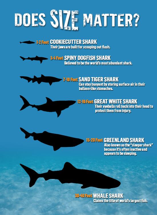 Shark Comparison Chart