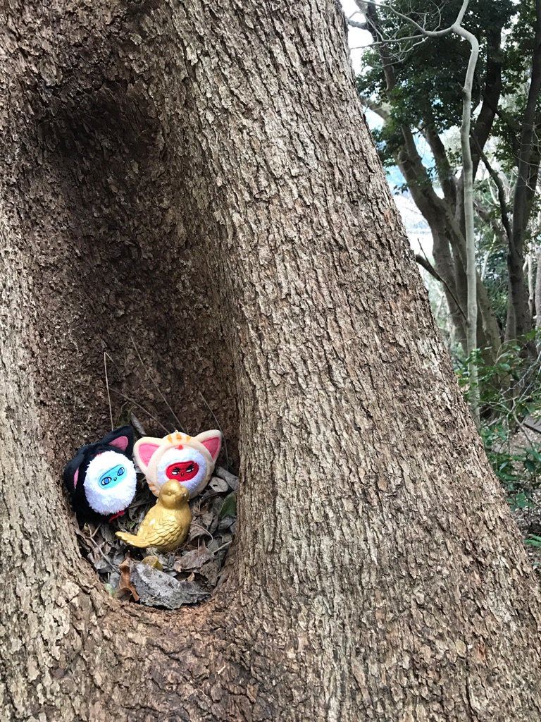 木のウロから: 石井造園株式会社ブログ Rk09Ys On Twitter: "木のうろには金の鳥さんがいました おとなしいな… Https://T.co/Y1Fzwngwld" / Twitter