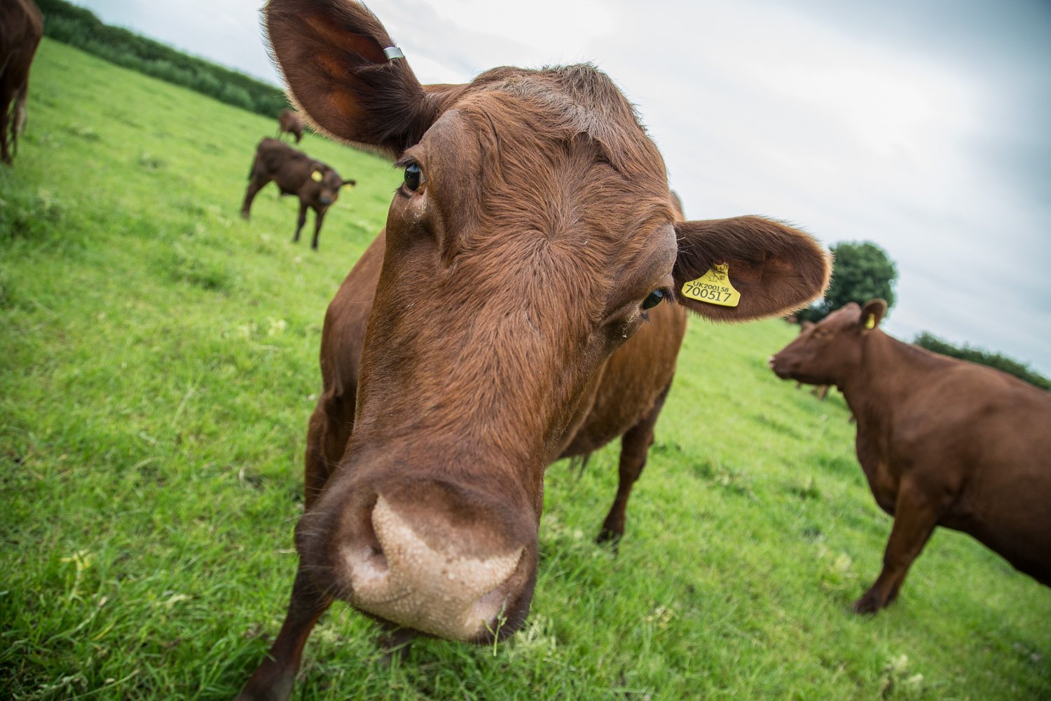 100 Pasture Milk on Twitter "Pasture For Life Milk*Great tasting*Good