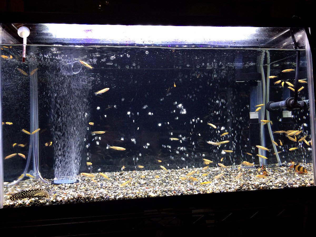 最高 古代 魚 飼育 初心者