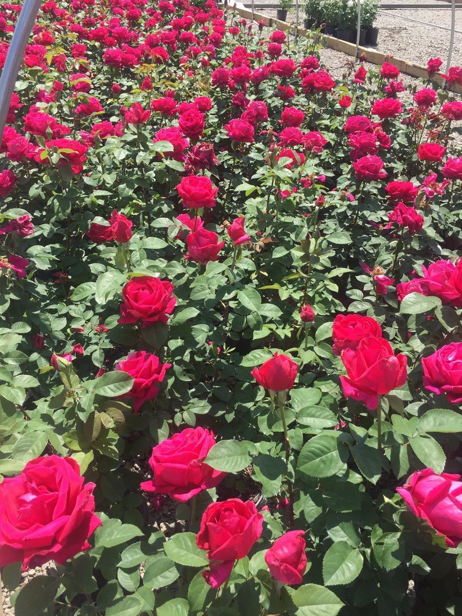 Parkhill plants (Parkhillplants) Twitter