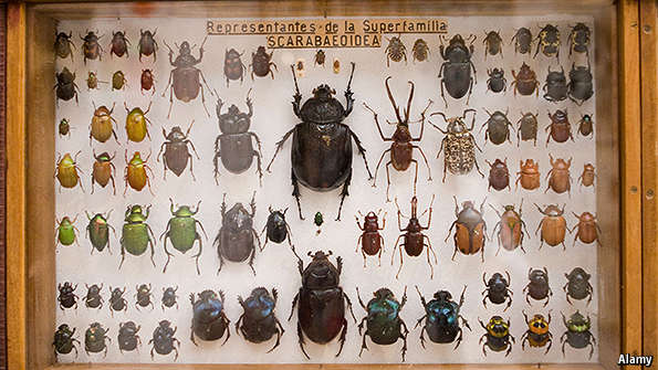 Tom Standage on Twitter "Why are there so many kinds of beetles