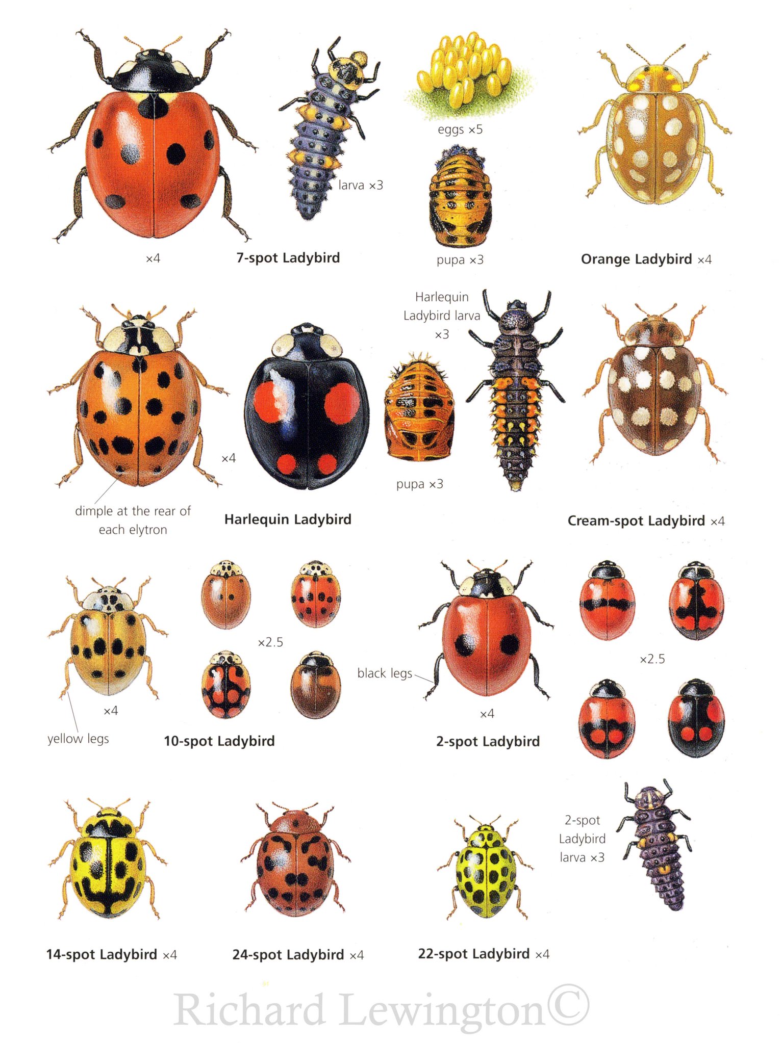 Richard Lewington on Twitter "More common Ladybirds to look out for