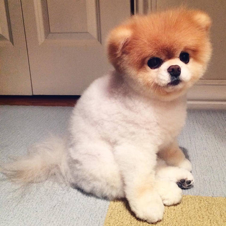 PET Darling on Twitter "Fotos y video de BOO, el