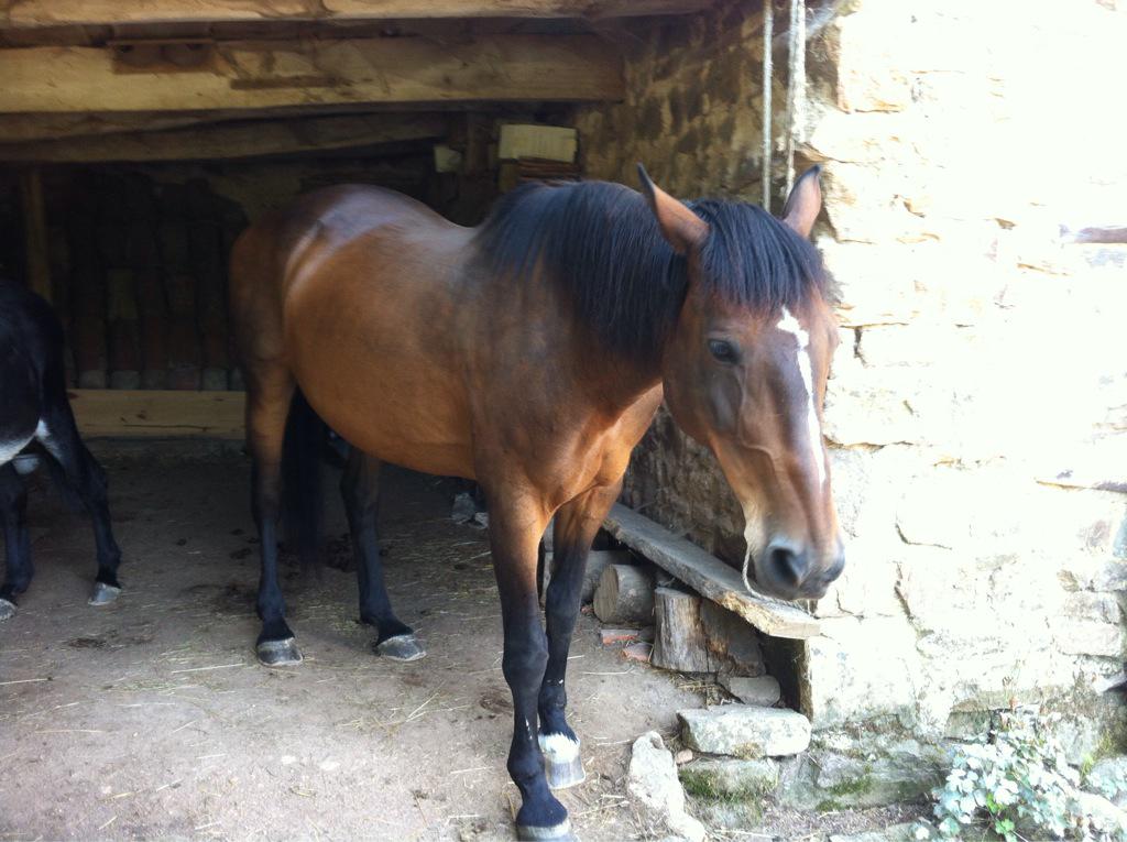 Ane Qui Brait (ane_qui_Brait) Twitter