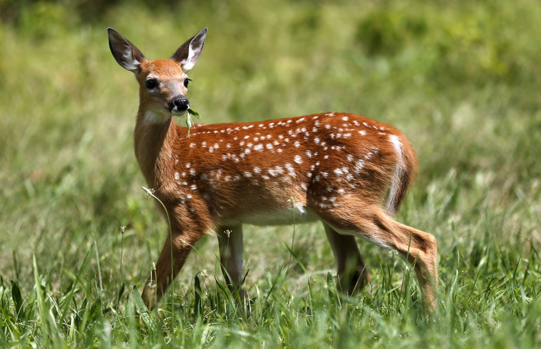 Heart Melting Footage Of Real Life Bambi And Thumper Playing Together