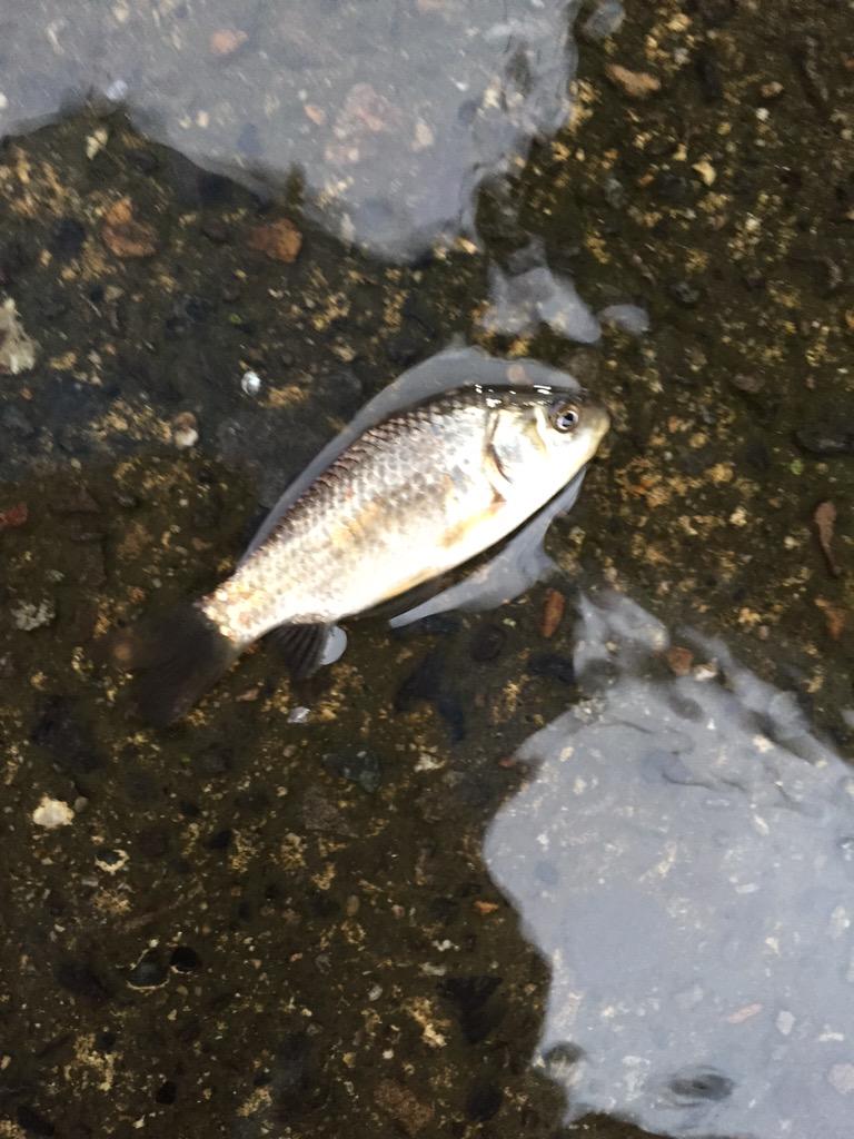動物も大変「洪水でなんか色々流されてきた」魚はもちろん猫や犬まで【画像まとめ】 Togetter