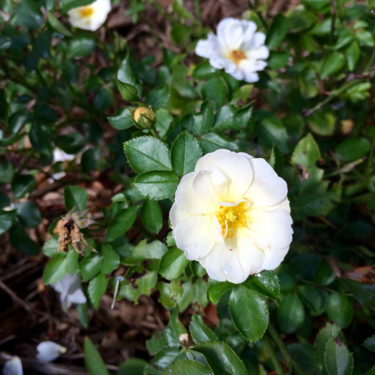 I am so glad we put these popcorn roses in the garden this