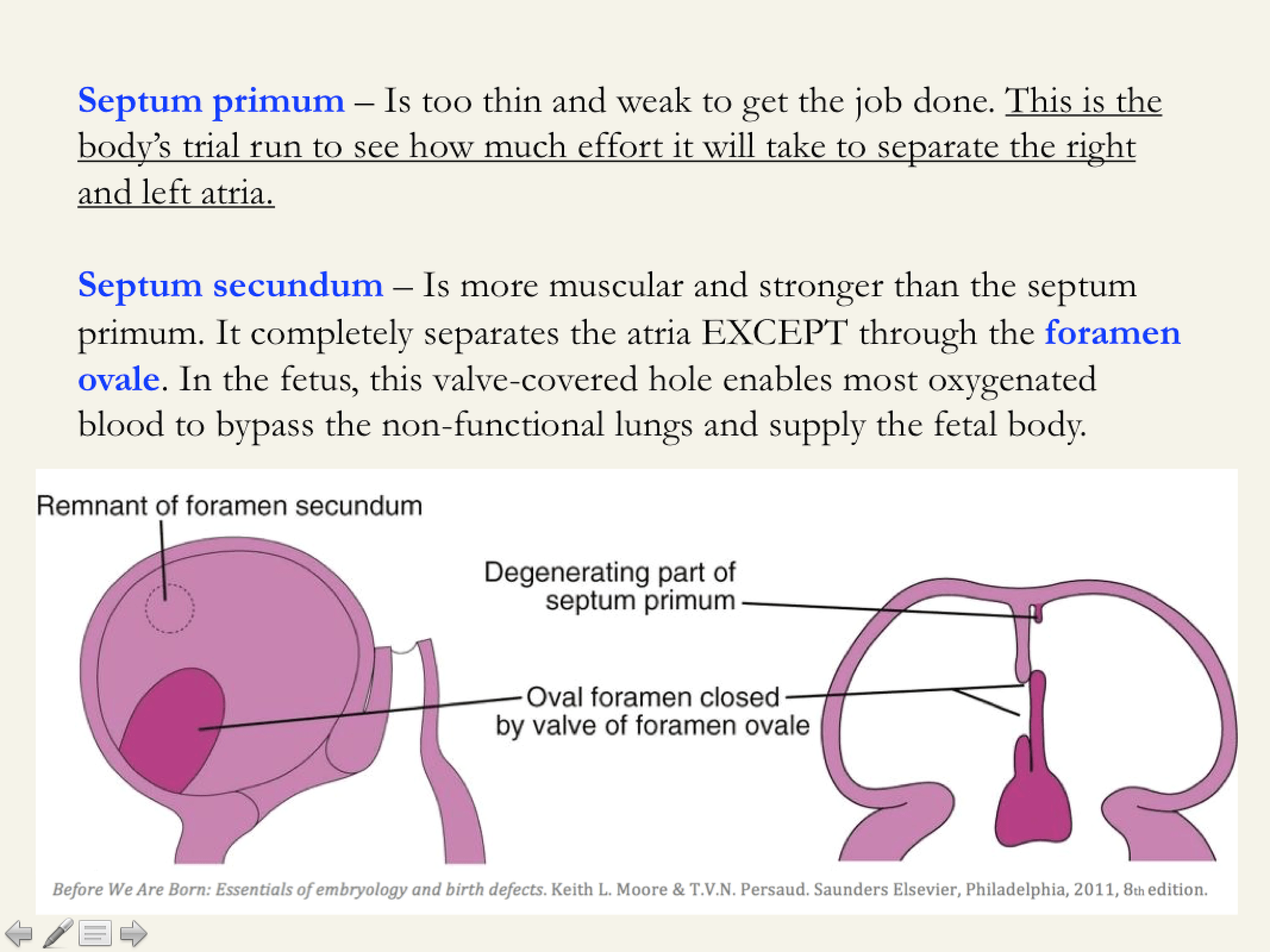 Embryology Education on Twitter "TeachingTip Describe septum primum