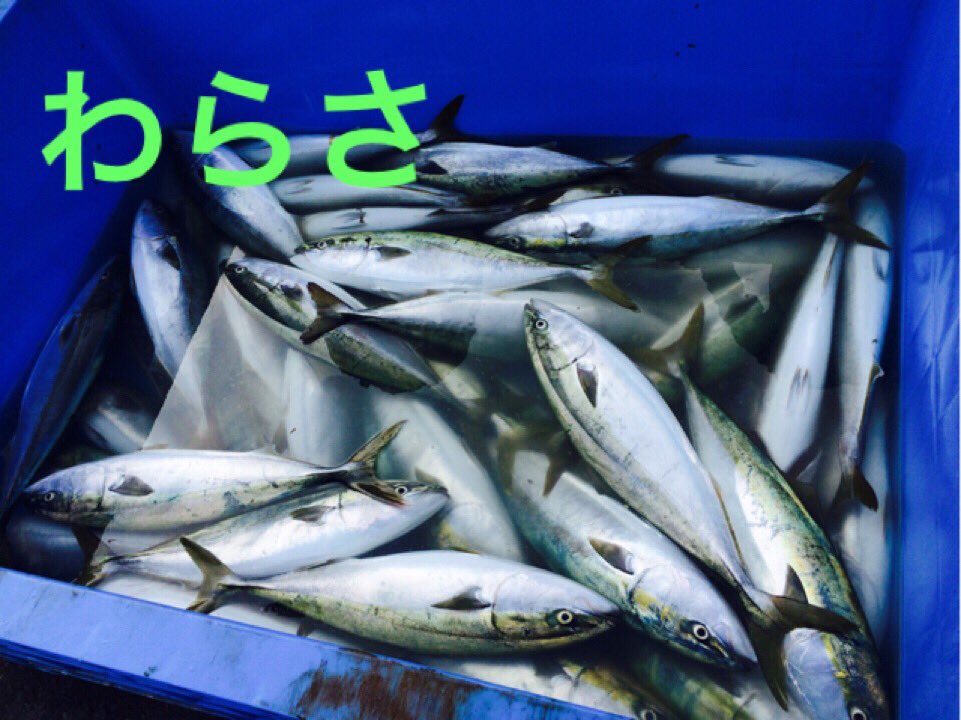 すべての花の画像 最高かつ最も包括的なさわら 出世魚