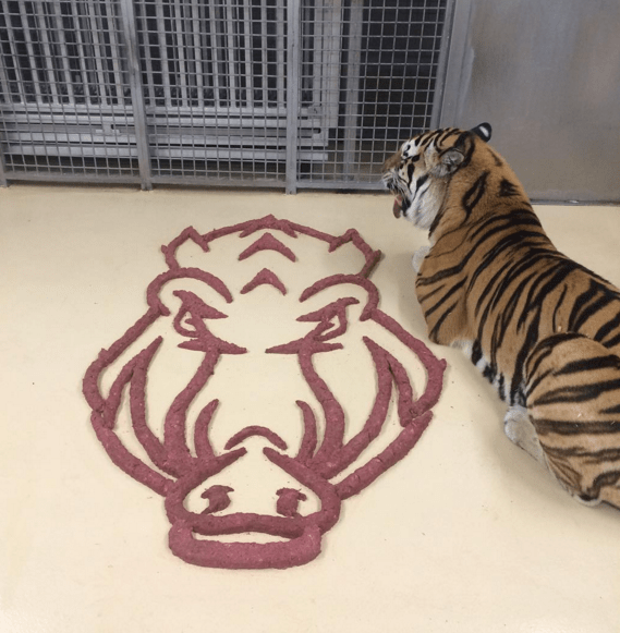 LSU's Mike the Tiger is ready to feast on some hog as the Tigers face