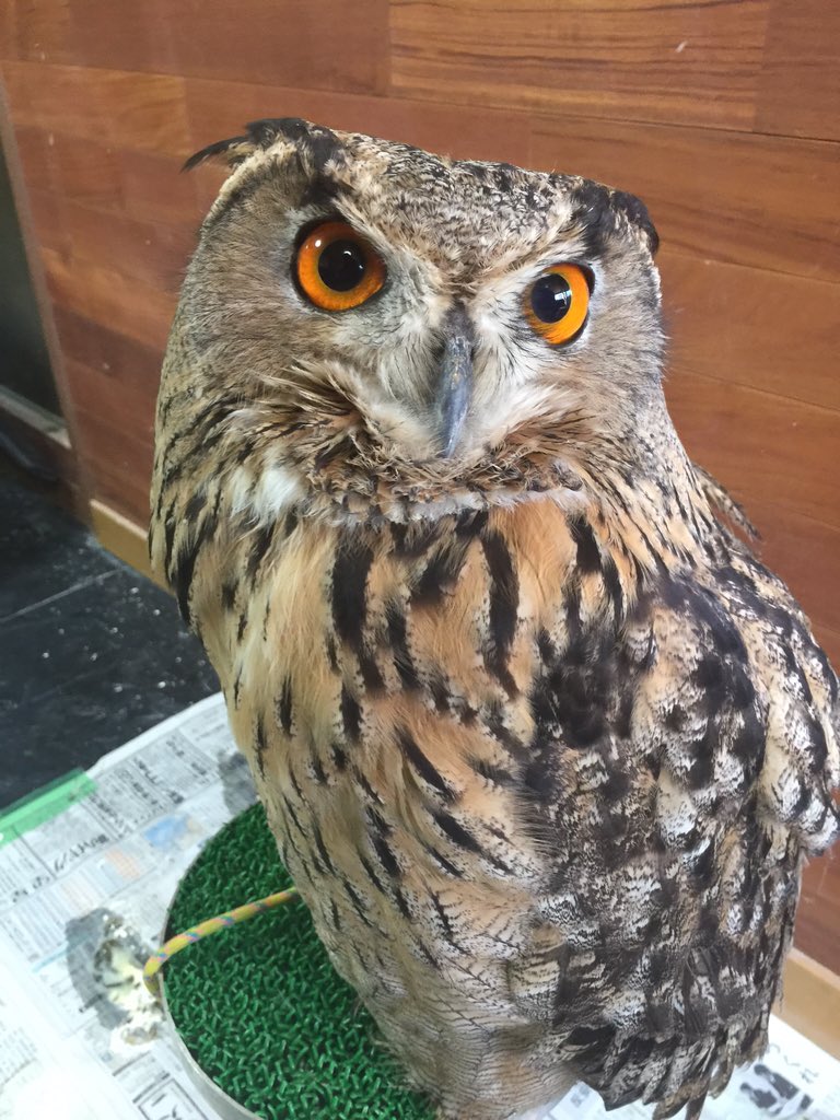 ふくろう茶房 ペット販売部 on Twitter "‼️ふくろう生体販売予約情報‼️ ユーラシアワシミミズク 予約 トルクメニアン
